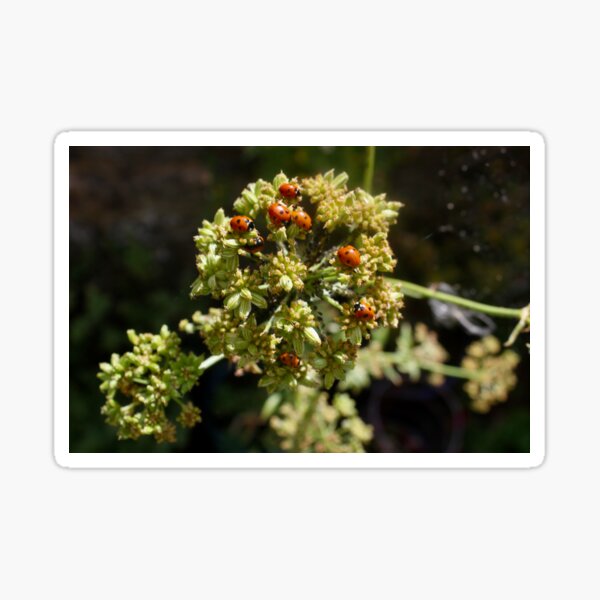 Item preview, Colony of Aphids with Ants and Ladybirds on Lovage designed and sold by Kate Anderson Art.