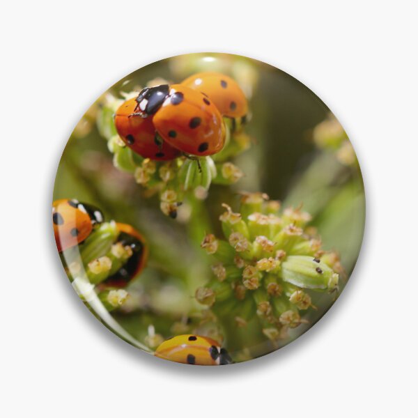 Item preview, Colony of Aphids with Ants and Ladybirds on Lovage designed and sold by Kate Anderson Art.