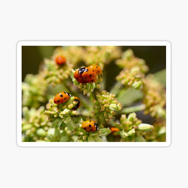 Item preview, Colony of Aphids with Ants and Ladybirds on Lovage designed and sold by Kate Anderson Art.