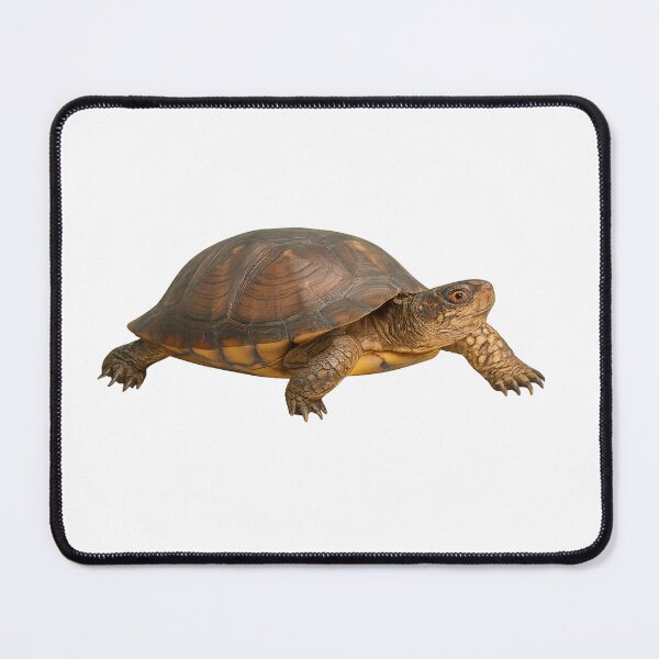 Item preview, Realistic Eastern Box Turtle designed and sold by Moshop08.
