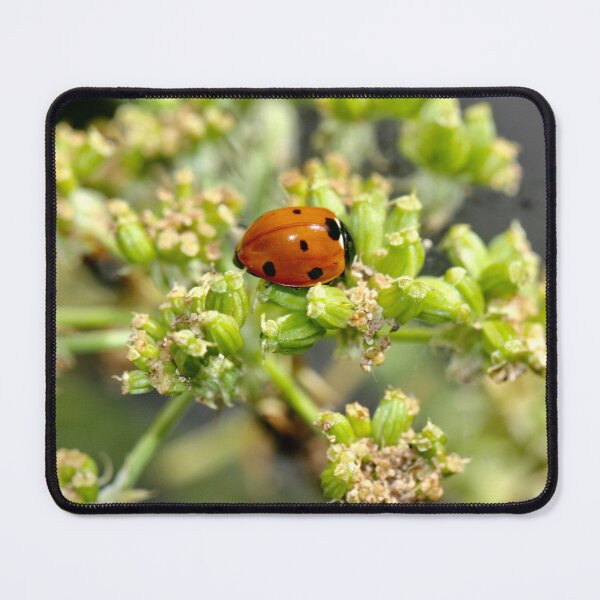 Item preview, Colony of Aphids with Ants and Ladybirds on Lovage designed and sold by Kate Anderson Art.