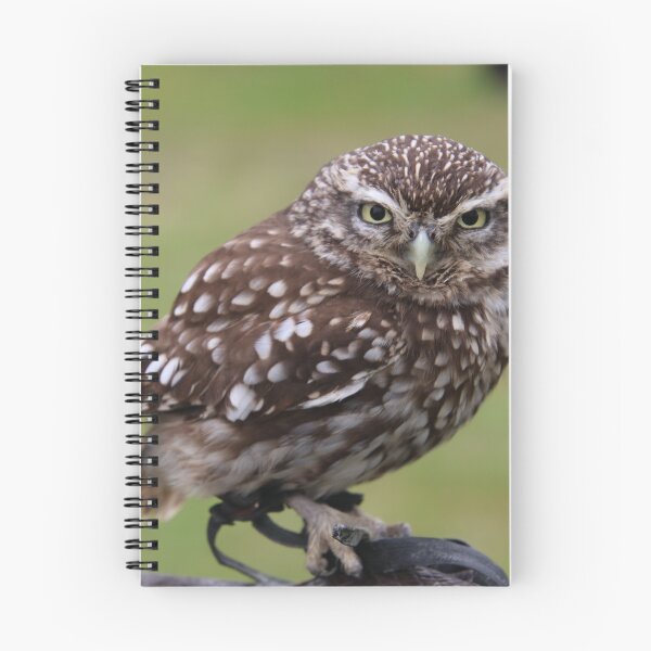 Item preview, Photo of a little owl designed and sold by Gaynor-dI.