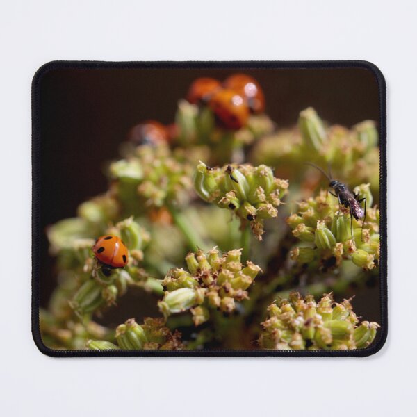 Item preview, Colony of Aphids with Ants and Ladybirds on Lovage designed and sold by Kate Anderson Art.