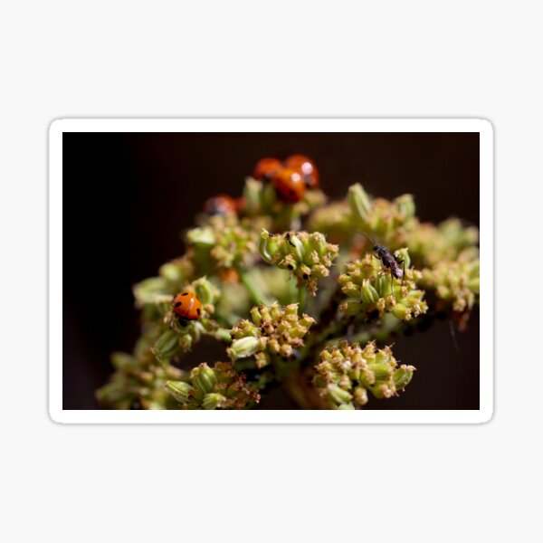 Item preview, Colony of Aphids with Ants and Ladybirds on Lovage designed and sold by Kate Anderson Art.