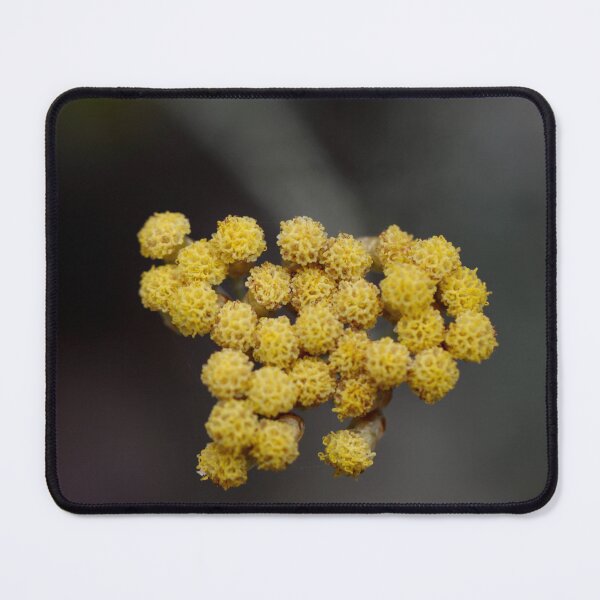 Item preview, Curry Plant Flower designed and sold by Kate Anderson Art.