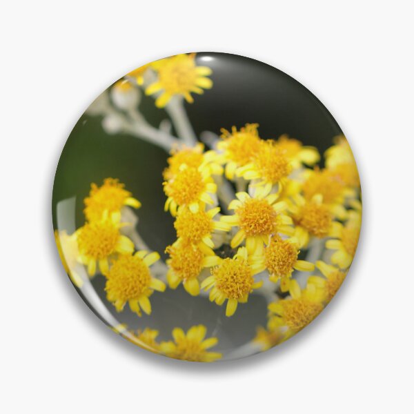 Item preview, Jacobaea maritima 'Silver Dust' designed and sold by Kate Anderson Art.