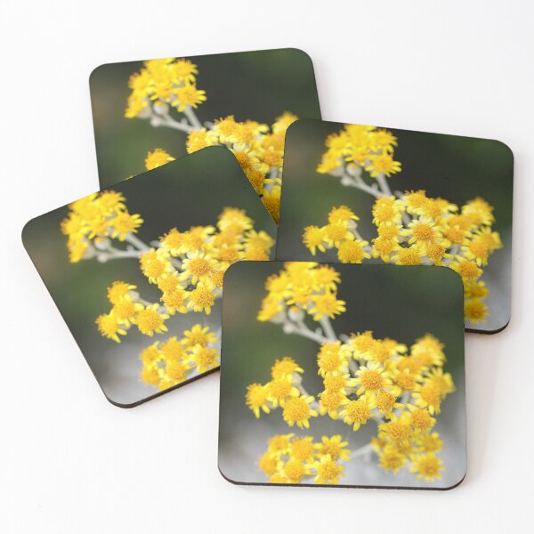 Item preview, Jacobaea maritima 'Silver Dust' designed and sold by Kate Anderson Art.