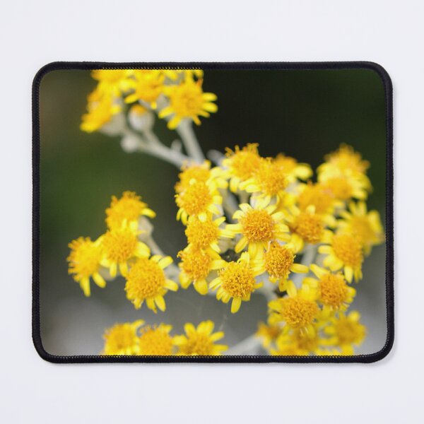 Item preview, Jacobaea maritima 'Silver Dust' designed and sold by Kate Anderson Art.