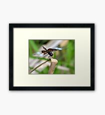 Dragonfly Framed Print