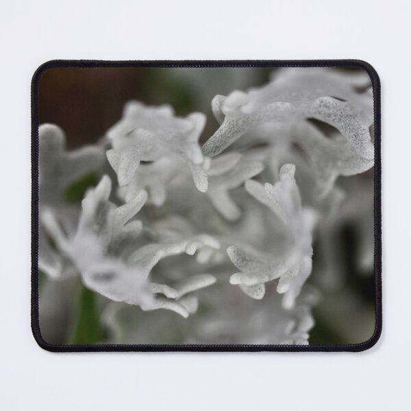 Item preview, Silver Ragwort designed and sold by Kate Anderson Art.