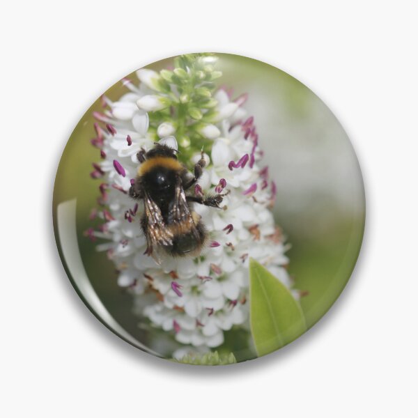 Item preview, Buff-tailed bumblebee on a Hebe designed and sold by Kate Anderson Art.