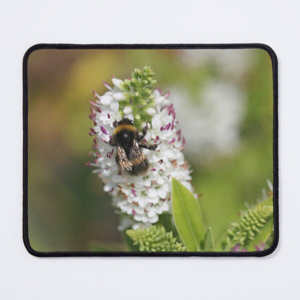 Item preview, Buff-tailed bumblebee on a Hebe designed and sold by Kate Anderson Art.