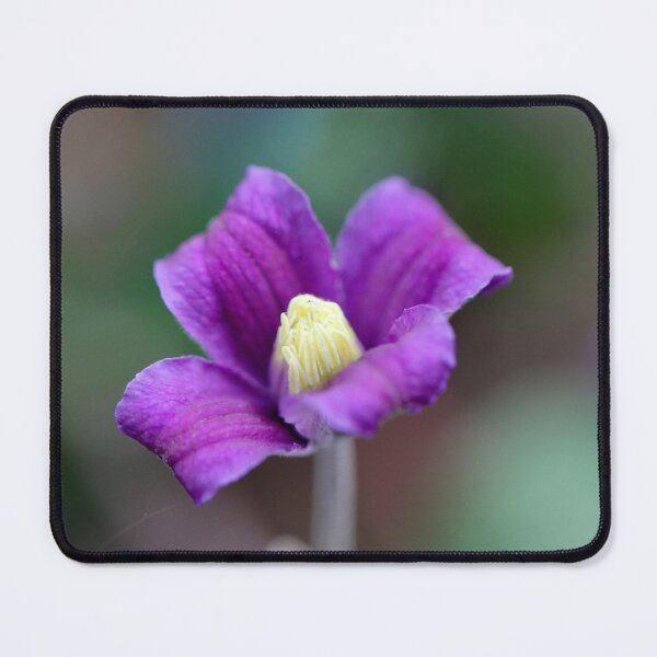 Item preview, Purple Clematis designed and sold by Kate Anderson Art.