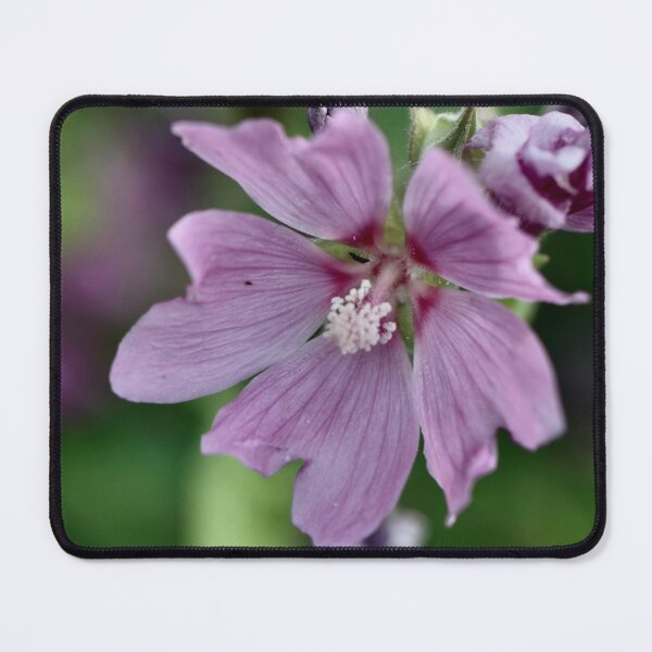 Item preview, Lavatera - Lavatera Thuringiaca designed and sold by Kate Anderson Art.