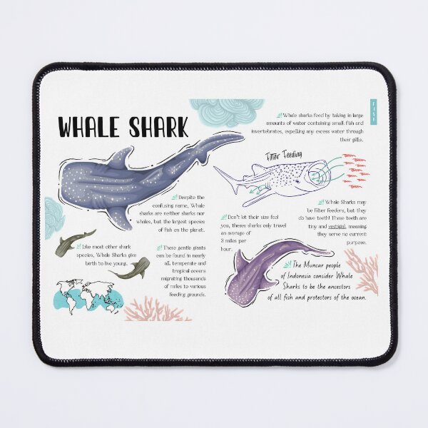 Item preview, Whale Shark Infographic  designed and sold by smoothfoxill.