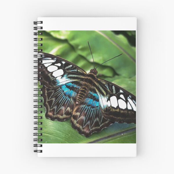 Item preview, The Clipper butterfly (Parthenos Sylvia) on a green leaf after the rain designed and sold by PR7 photography.