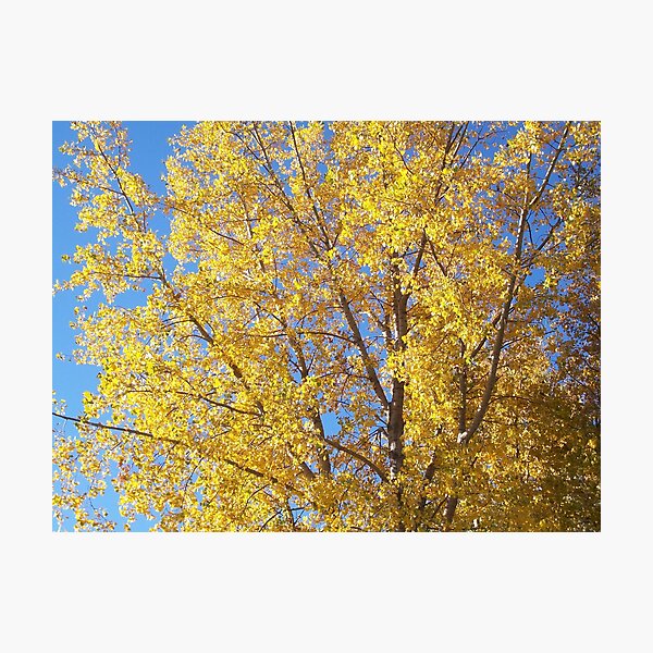 Item preview, Golden Leaves designed and sold by plains flora.