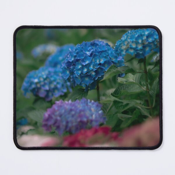 Item preview, The Chemistry of Blue - Hydrangea blooming during summer in Japan designed and sold by Akquired Taste.
