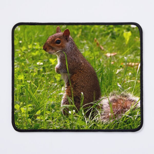 Item preview, Squirrel in Closeup designed and sold by jwwallace.