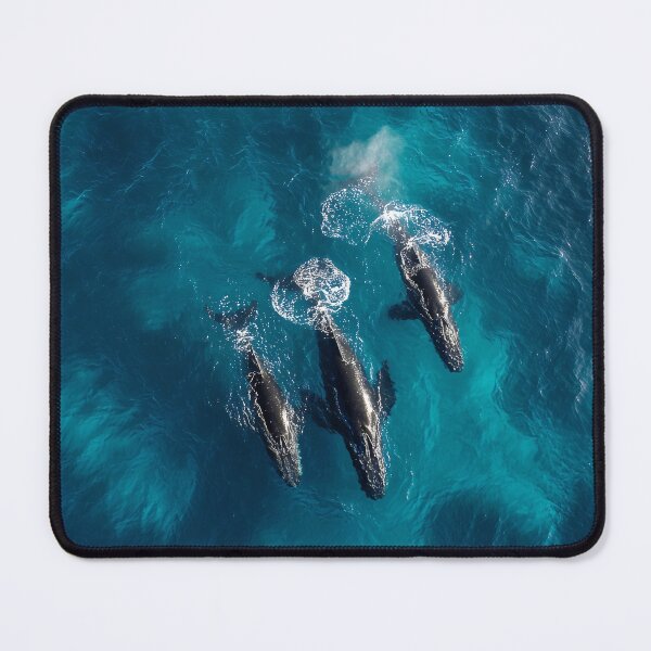 Item preview, Whales photo from drone designed and sold by Brendon987.
