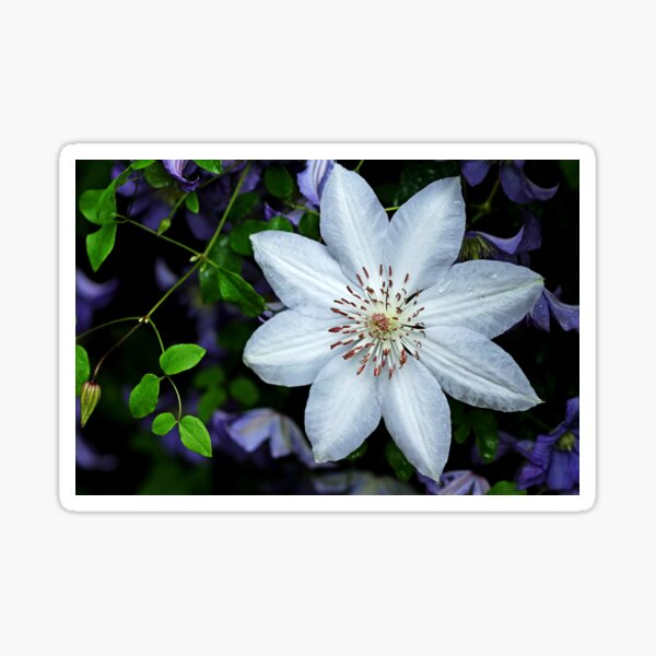 White Clematis Surrounded By Purple Clematis Sticker