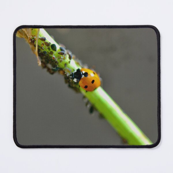 Item preview, Colony of Aphids with Ants and Ladybirds on Lovage designed and sold by Kate Anderson Art.
