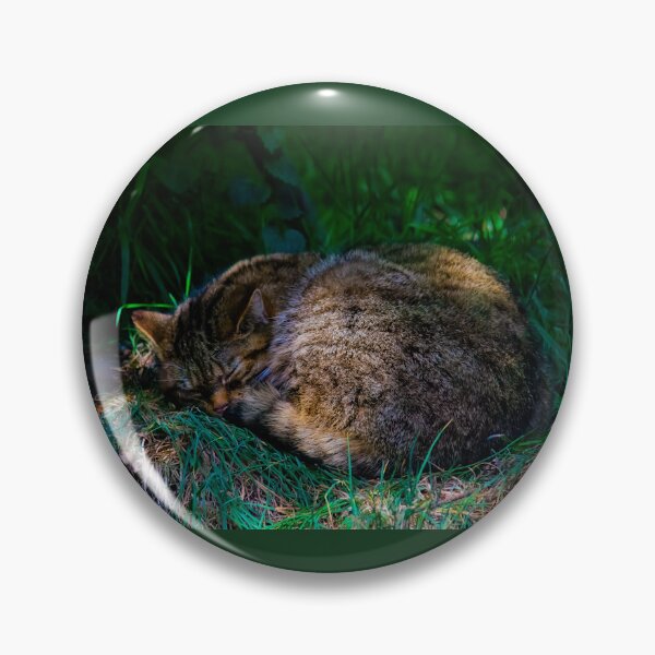 Item preview, Scottish wildcat napping designed and sold by Dagon-Photos.