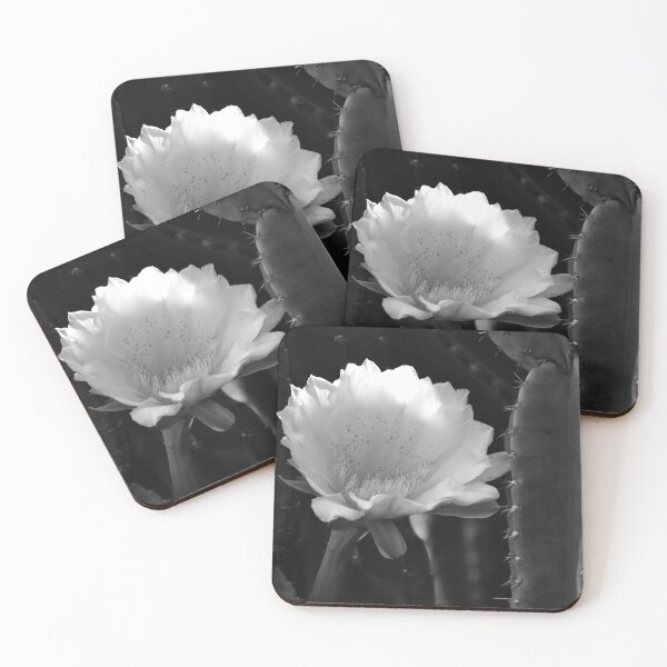 Item preview, Cereus Jamacaru Bloom Black And White designed and sold by MercerImages.