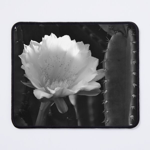Item preview, Cereus Jamacaru Bloom Black And White designed and sold by MercerImages.