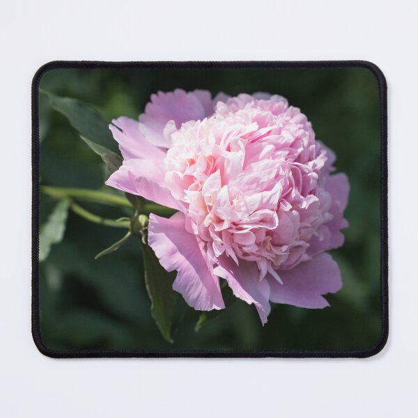 Item preview, One Splendid Peony Bloom in Soft Baby Pink designed and sold by Georgia Mizuleva.