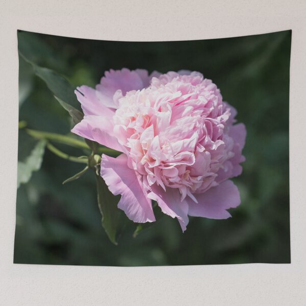 Item preview, One Splendid Peony Bloom in Soft Baby Pink designed and sold by Georgia Mizuleva.