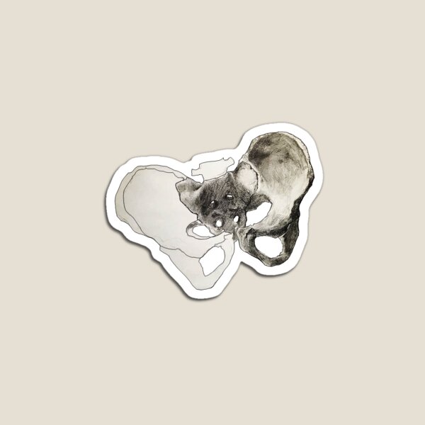 Pelvis Sticker Magnet