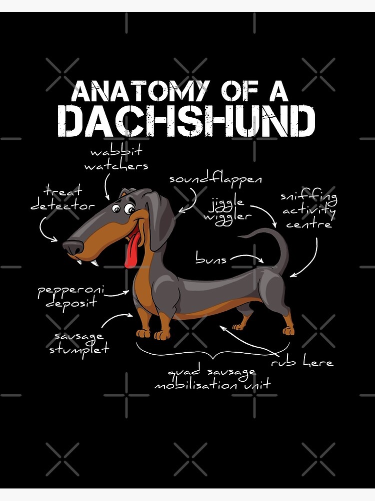Dachshund Memes And Wiener Dog Humor The Smoothe Store