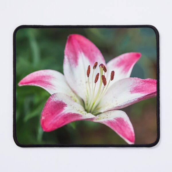 Item preview, Pretty Asiatic Lily Called Lollypop designed and sold by LINDA MCKUSICK.