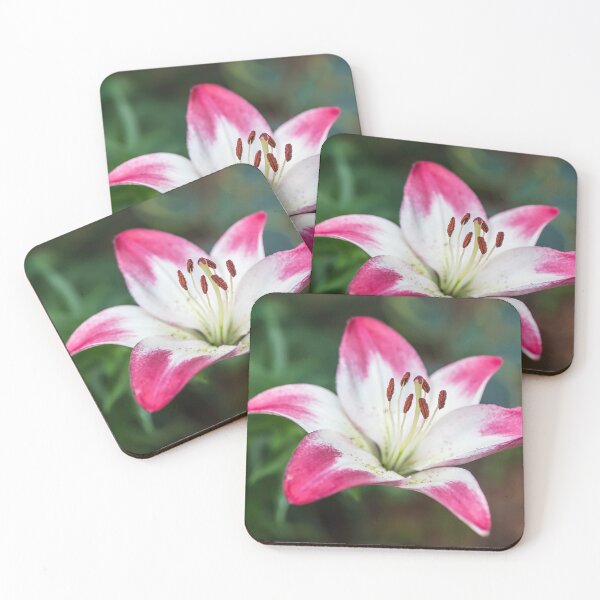 Item preview, Pretty Asiatic Lily Called Lollypop  designed and sold by LINDA MCKUSICK.