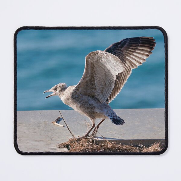 Item preview, Herring Gull Chick Preparing to Fledge designed and sold by Dorset Girl.
