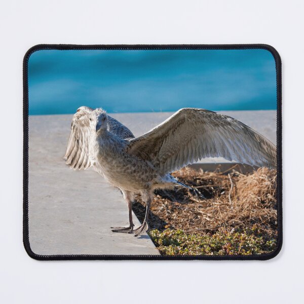 Item preview, Herring Gull Chick Preparing to Fledge designed and sold by Dorset Girl.