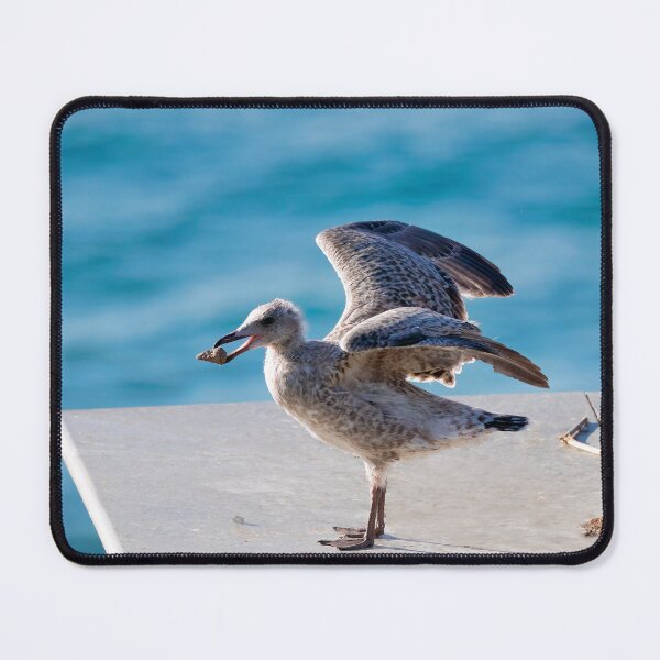 Item preview, Herring Gull Chick Preparing to Fledge designed and sold by Dorset Girl.
