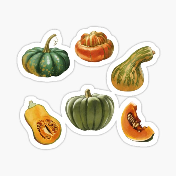 Item preview, Colorful variety of gourds and squash displayed on a white background during autumn harvest season designed and sold by Ms. Iryna.