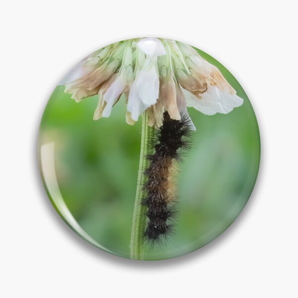 Artikelvorschau, Fuzzy Raupe auf Weißklee Blume entworfen und verkauft von KRFNatureGifts.