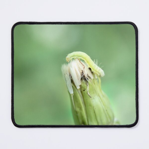 Item preview, Inchworm on dandelion seed head designed and sold by KRFNatureGifts.