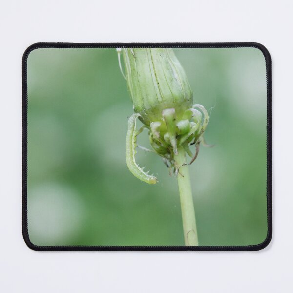 Item preview, Inchworm climbing down dandelion designed and sold by KRFNatureGifts.