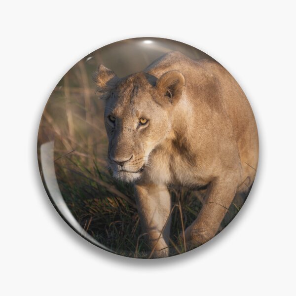 Item preview, Lioness on the Prowl Masai Mara Kenya designed and sold by PhotoArt by Joan Carroll.