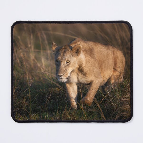 Item preview, Lioness on the Prowl Masai Mara Kenya designed and sold by PhotoArt by Joan Carroll.