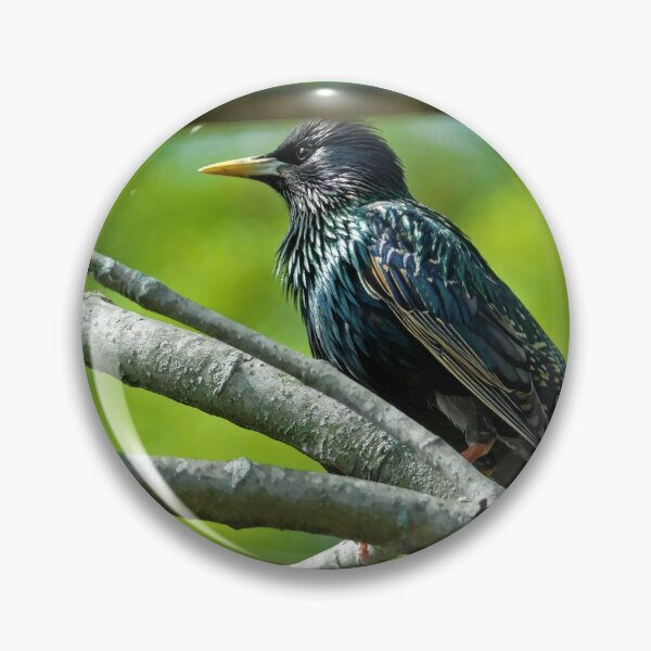 Artikelvorschau, Vogelpirsch Nr. 3 entworfen und verkauft von MoonGPhotos.