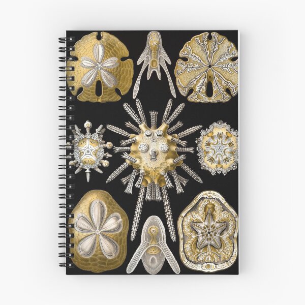 Item preview, Ernst Haeckel Echinidea Sea Urchin designed and sold by aimeewilson.