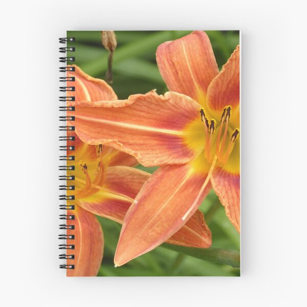 Item preview, Orange Daylilies designed and sold by plains flora.