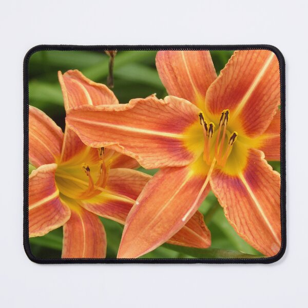 Item preview, Orange Daylilies designed and sold by plains flora.