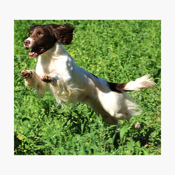A real springer Photographic Print