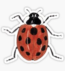 Ladybird Beetle - Ladybug Sticker